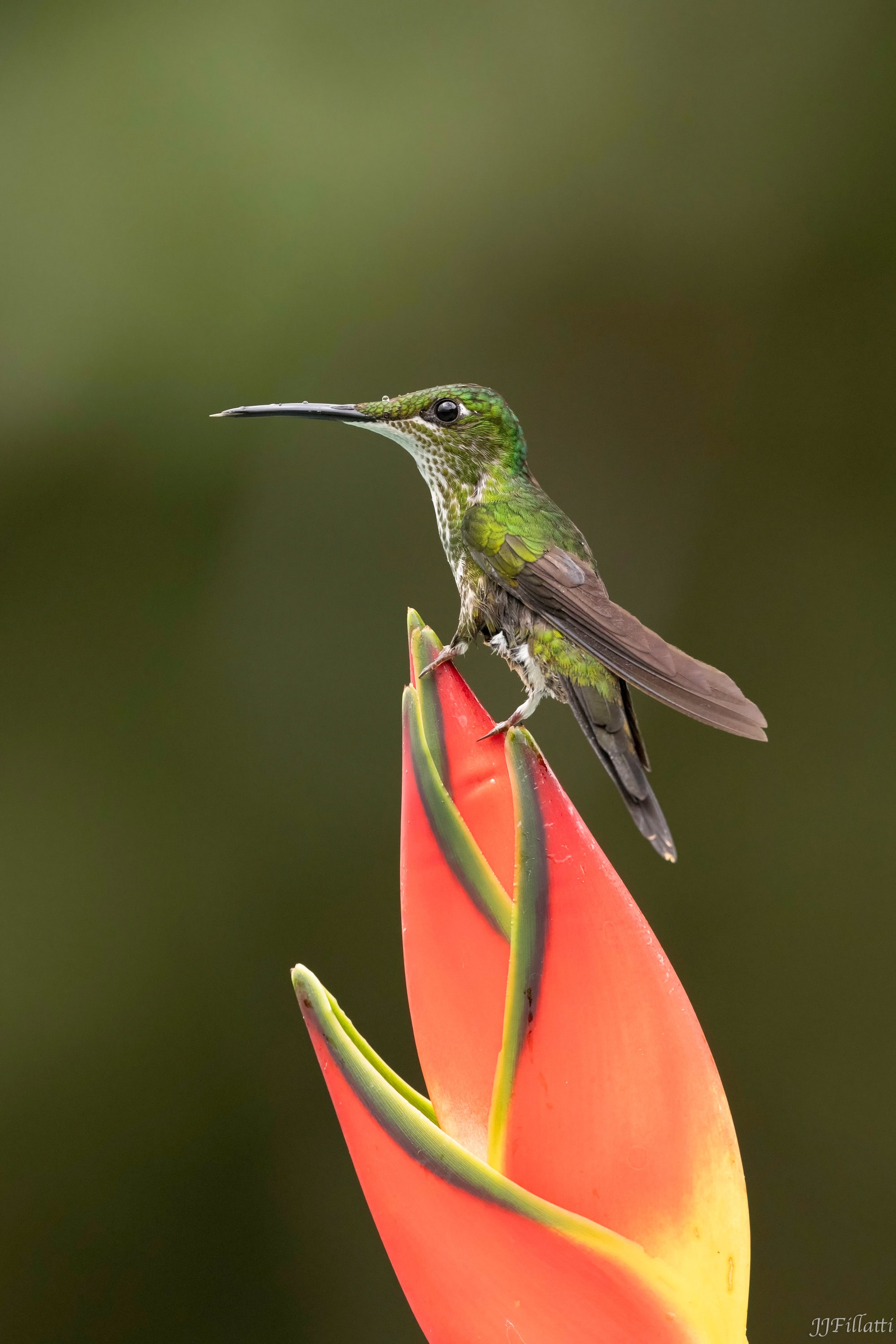 bird of colombia image 33